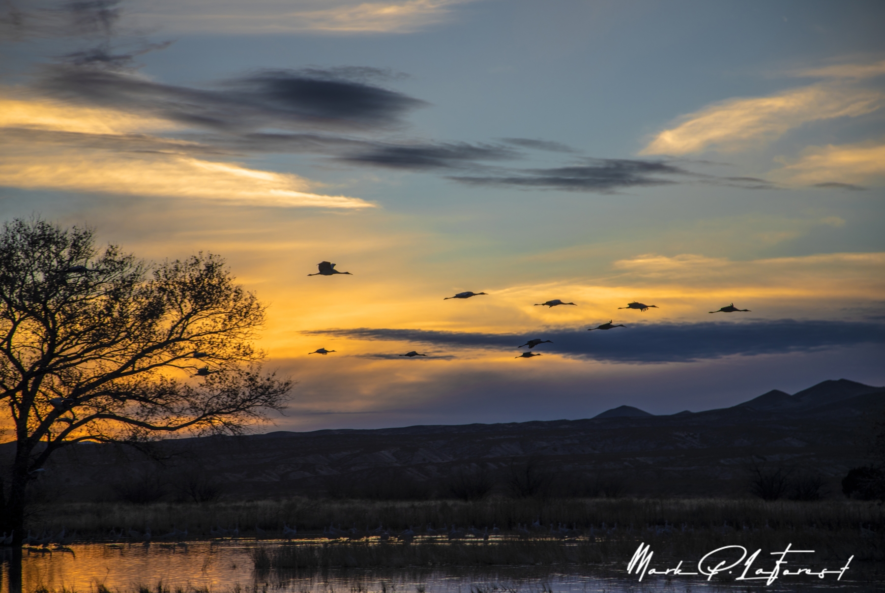 /gallery/north_america/USA/NM/bosque del apache/Bosque Del Apache Dec 2018-007_med.jpg